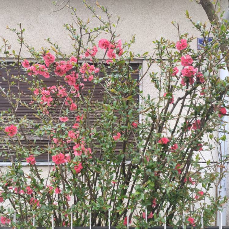 plant image 1701796 plant image 1701796