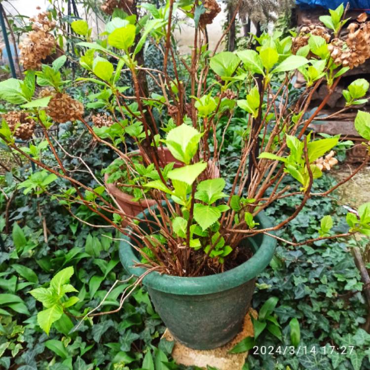 plant image 1701815 plant image 1701815
