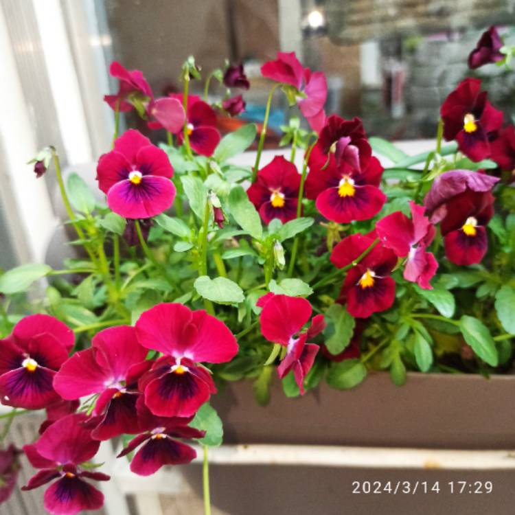plant image 1701819 plant image 1701819