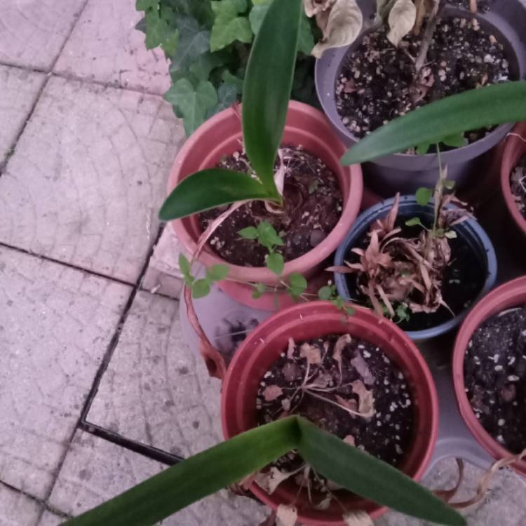 plant image 1705887 plant image 1705887