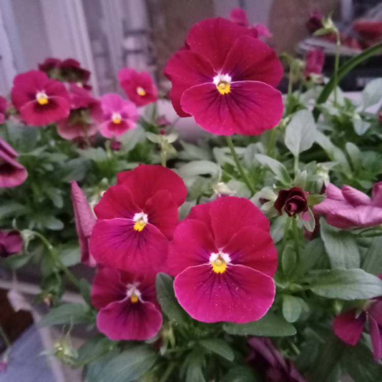 plant image 1705889 plant image 1705889
