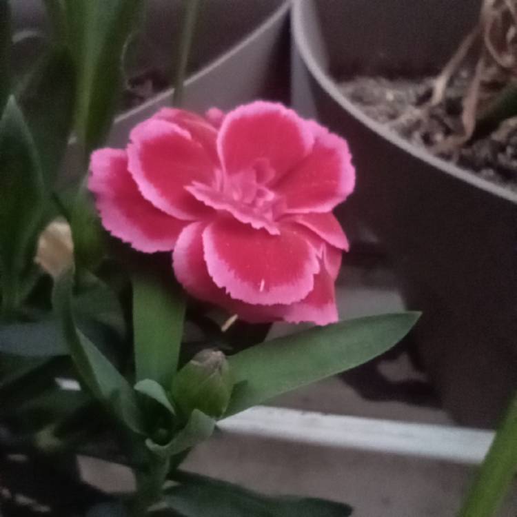 plant image 1705891 plant image 1705891