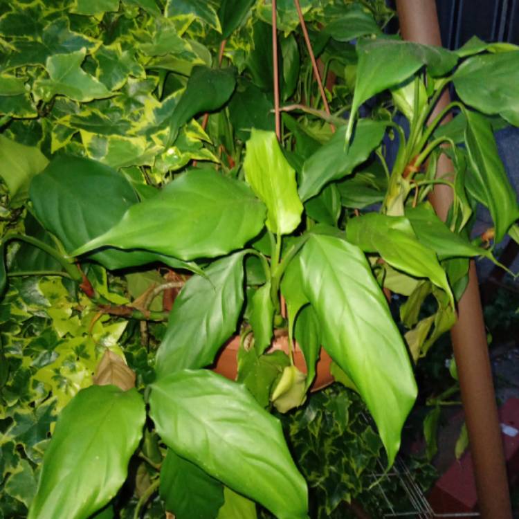 plant image 1705902 plant image 1705902