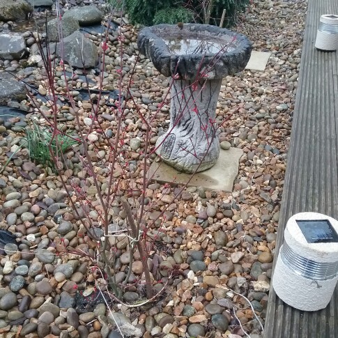 Plant image Acer Palmatum 'Beni-Maiko'