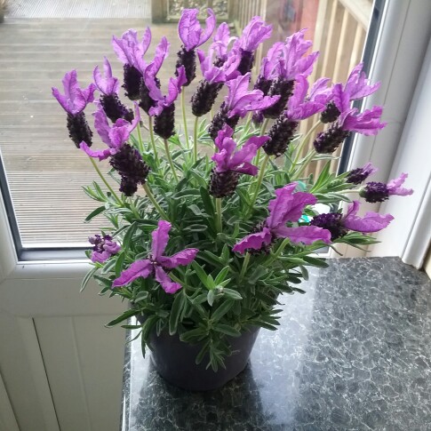 Lavandula stoechas