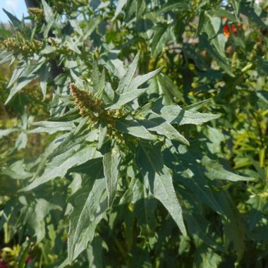 Sandra's garden