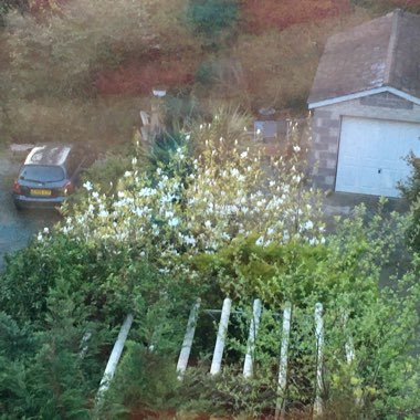 Sandra's garden