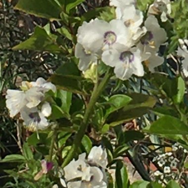 Sandra's garden