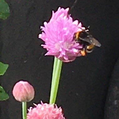 Sandra's garden