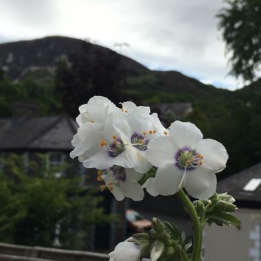 Sandra's garden