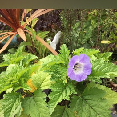 Sandra's garden