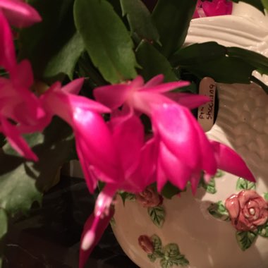 Sandra's garden