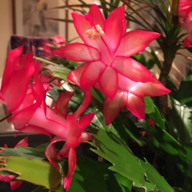 Sandra's garden