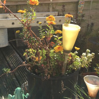 Sandra's garden