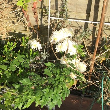 Sandra's garden