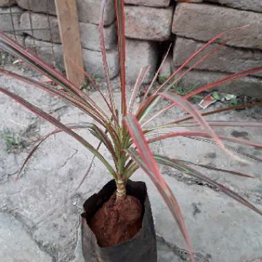 Pachypodium geayi