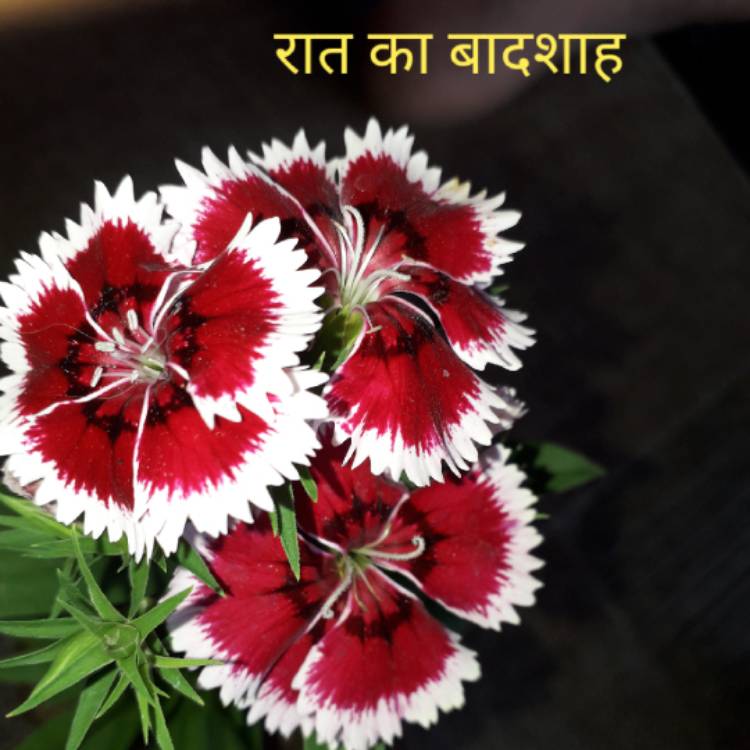 Plant image Dianthus gratianopolitanus 'Firewitch'