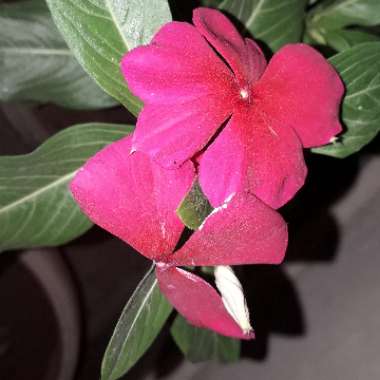 Catharanthus roseus syn. Vinca rosea