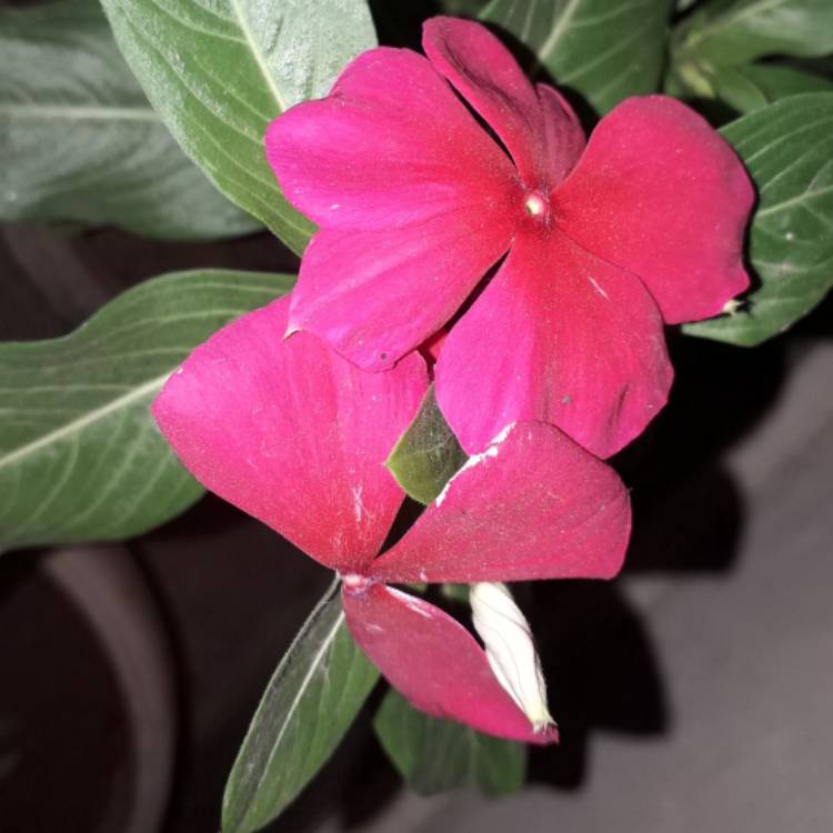 plant image 897640