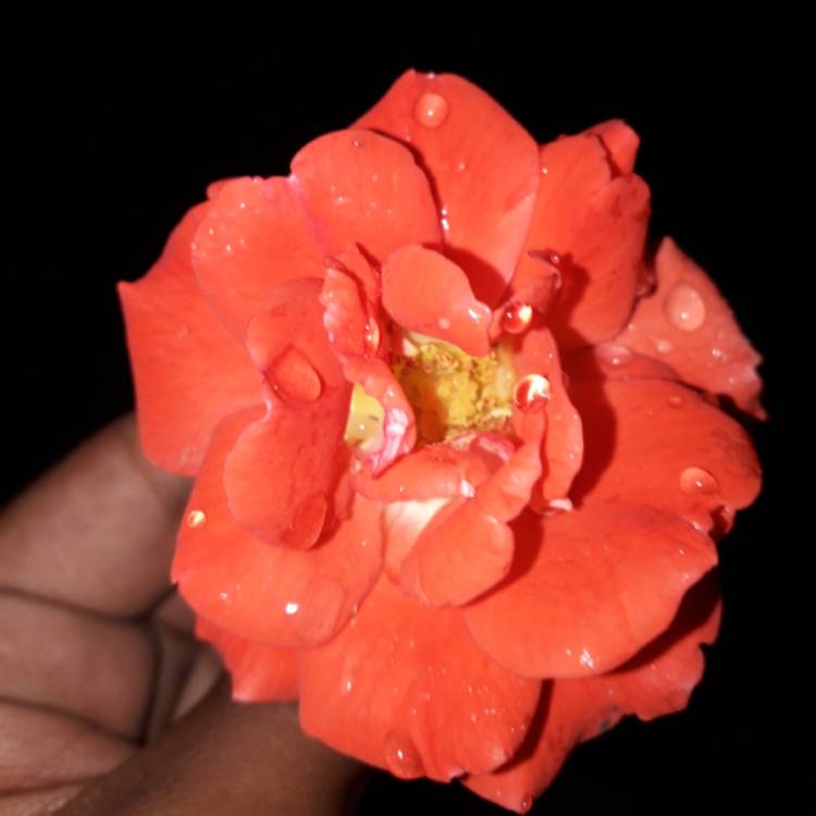 plant image 909610