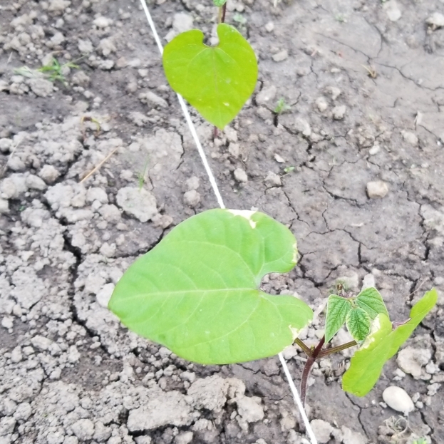 Plant image Phaseolus vulgaris 'Royal Burgundy'