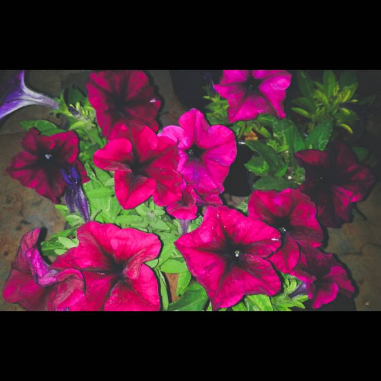 plant image 1567681
