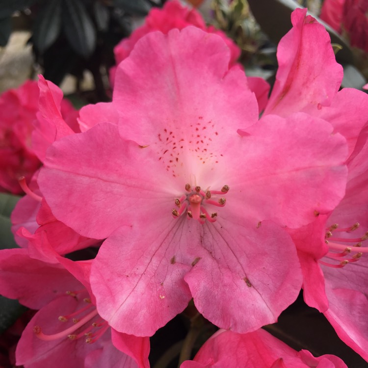Plant image Rhododendron calophytum 'Dominik'