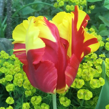 Santiago's garden
