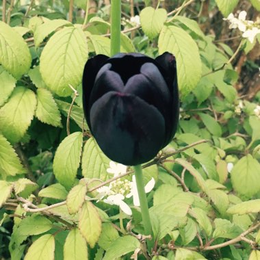 Tulip 'Queen Of Night' (Single Late)