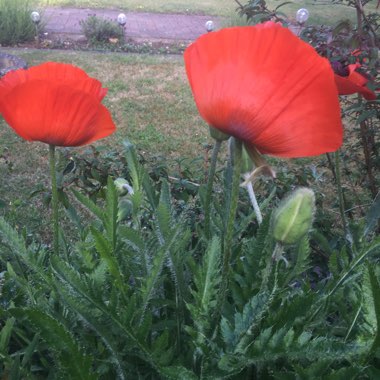 Santiago's garden