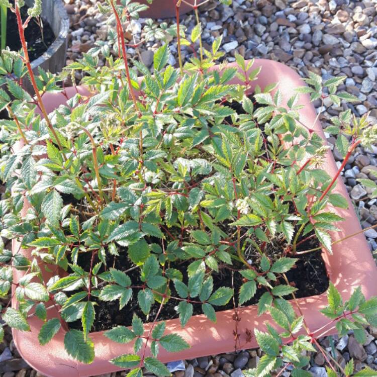 Plant image Astilbe x japonica 'Deutschland'