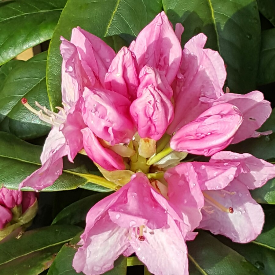 Sarah's garden