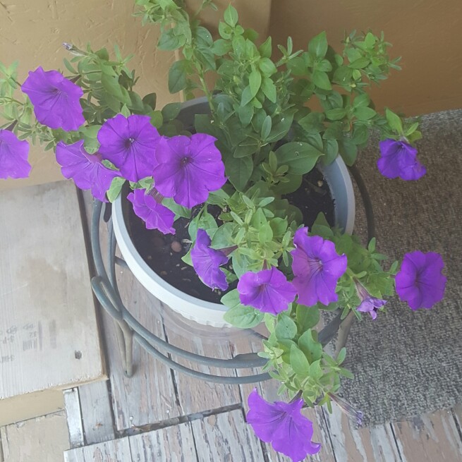 Plant image Petunia 'Cascadias Purple' (Cascadias Series) syn. Petunia 'Purple'