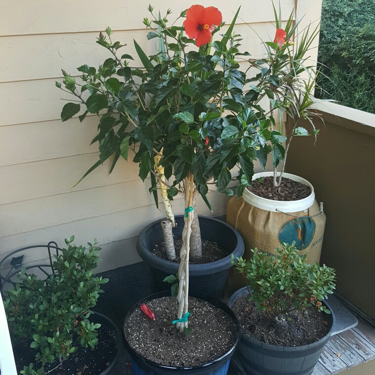 plant image 172087 plant image 172087