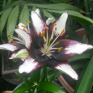 Lilium 'Black Eye'