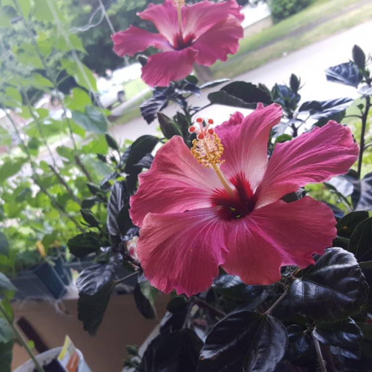 plant image 461721