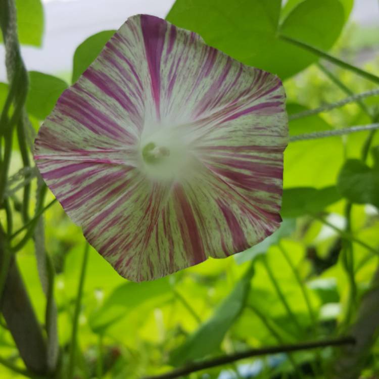 Plant image Ipomoea purpurea 'Carnival de Venezia'