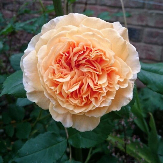 Plant image Rosa 'Auswinter' syn. Rosa 'Crown Princess Margareta'