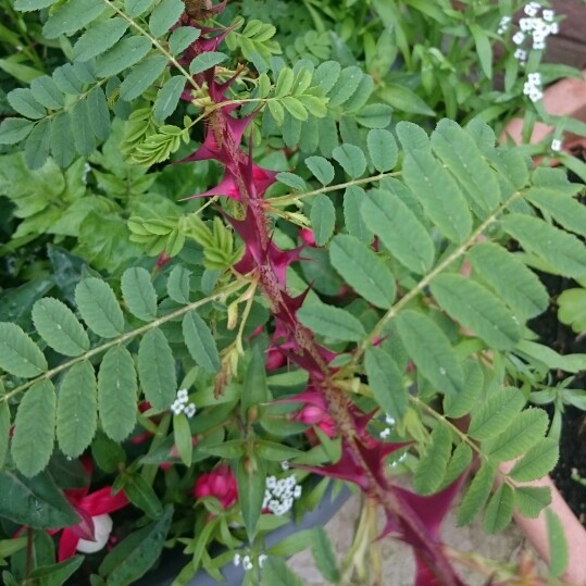 plant image 123482