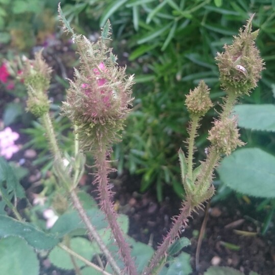 plant image 132302