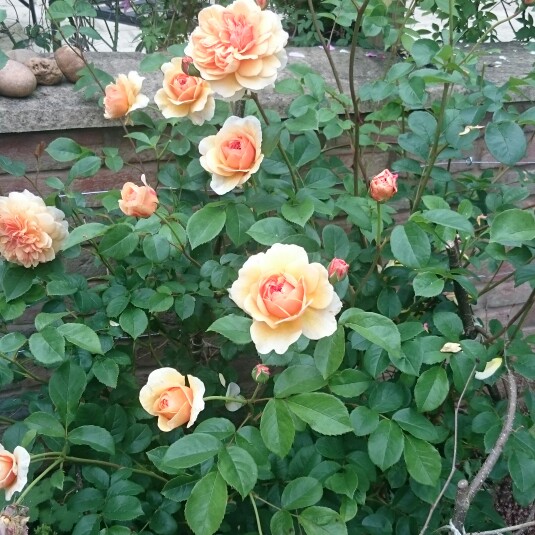 Plant image Rosa 'Port Sunlight'