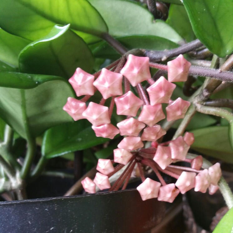 plant image 102076