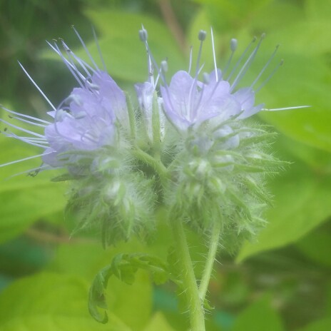 plant image 124644 plant image 124644