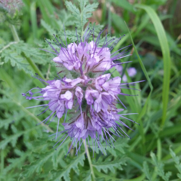 plant image 143234 plant image 143234
