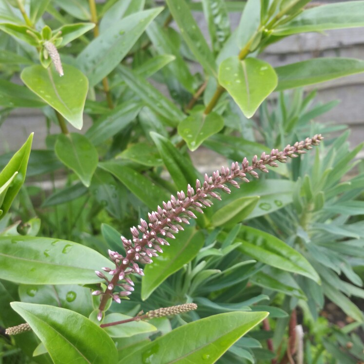 Plant image Hebe 'Midsummer Beauty'