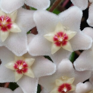 plant image 151590