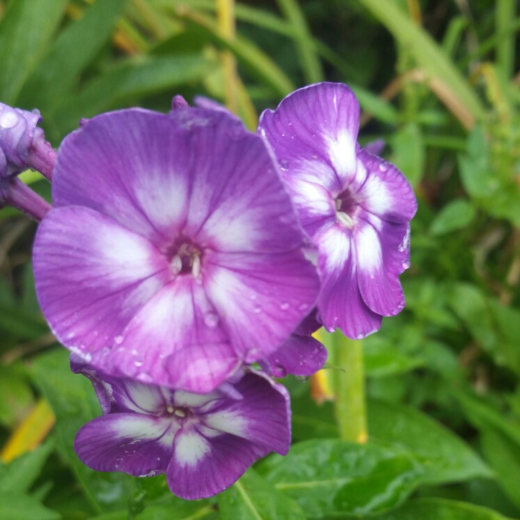 Plant image Phlox paniculata 'Purple Kiss'