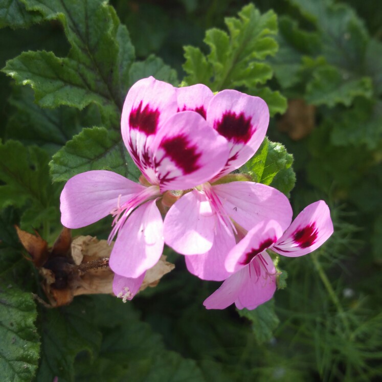 Plant image Pelargonium 'Royal Oak'