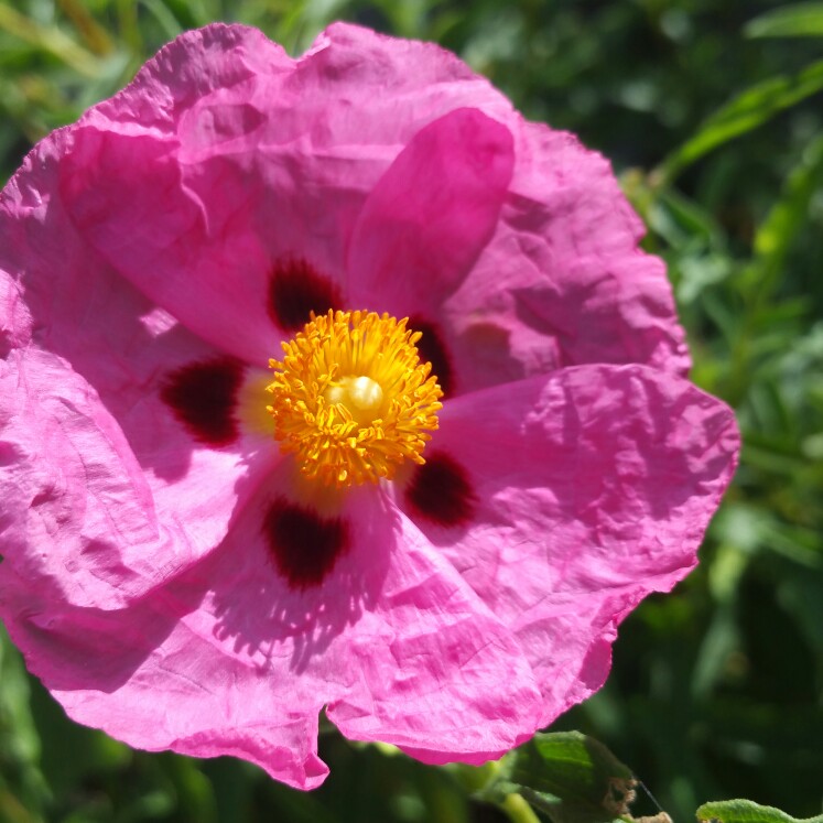 Plant image Cistus x purpureus 'Betty Taudevin'