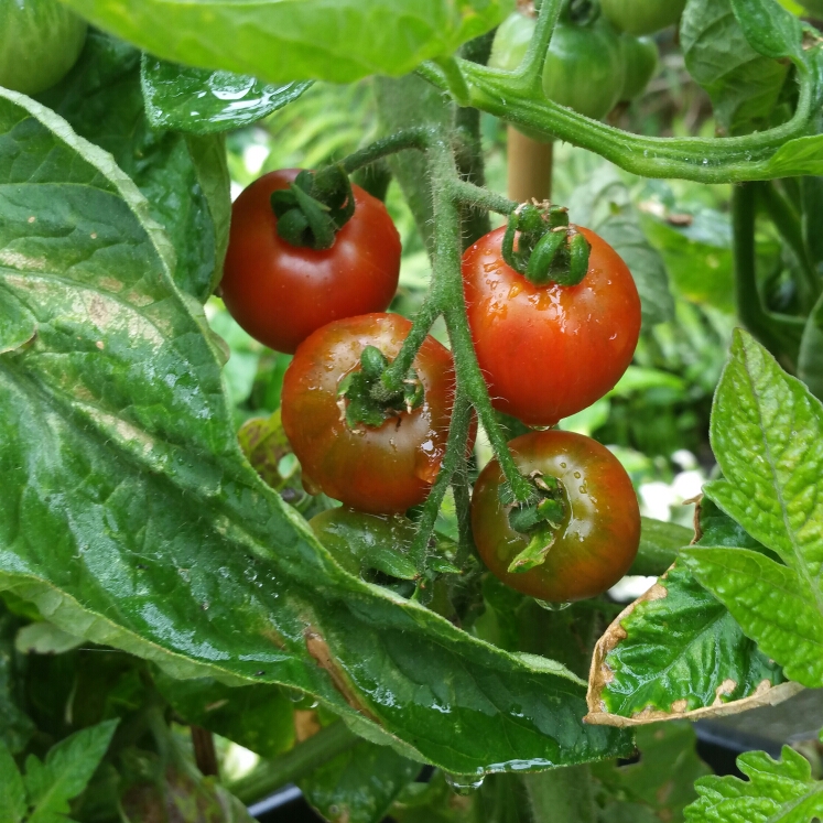 Plant image Solanum Lycopersicum 'Outdoor Girl'